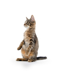 Cute tabby kitten on hind legs