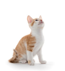 Cute kitten on white