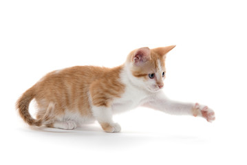 Cute kitten on white