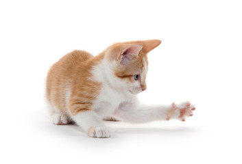 Cute kitten on white