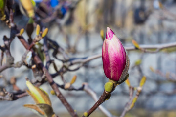 Fototapeta na wymiar Purple bud in spring