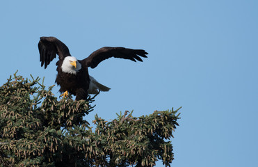 bald eagle taking flight from a tree