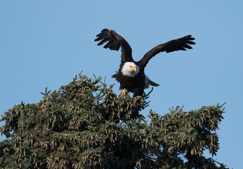 bald eagle taking flight from a tree