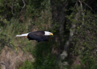 Eagle in flight