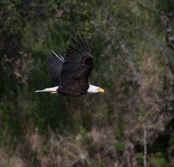 Eagle in flight
