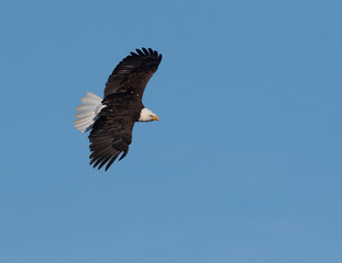 Bald eagle in flight