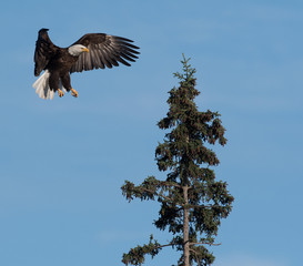 bald eagle landing in a tree