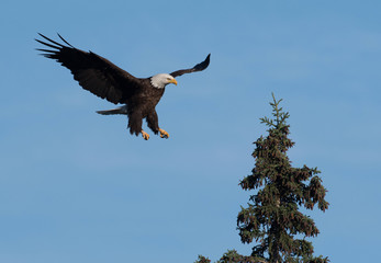 bald eagle landing in a tree