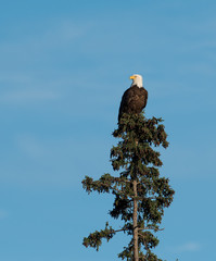 bald eagle landing in a tree
