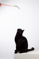 black cat playing in the white cube and ehite background