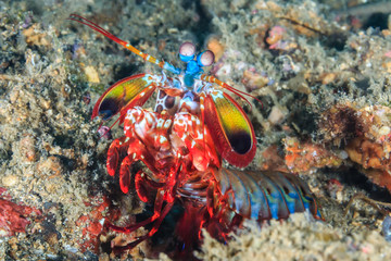 Peacock Mantis Shrimp