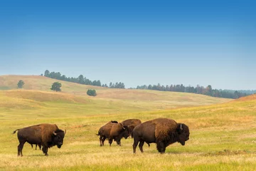 Fotobehang Buffel Kudde buffels