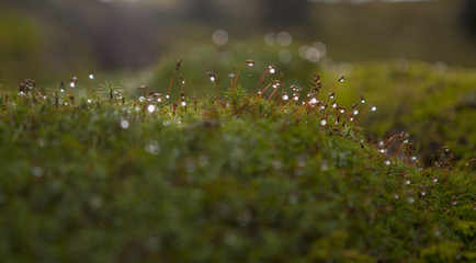 moss, dew, forest, lichen