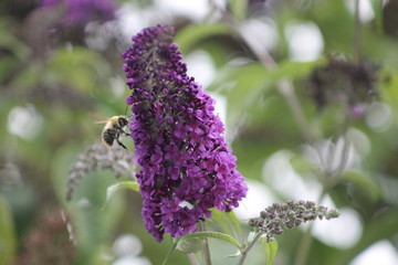 Bee in the garden
