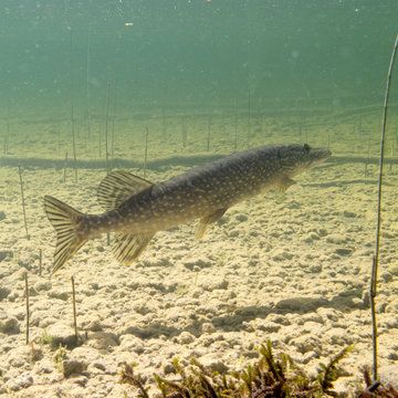 Pike Esox lucius fish underwater freshwater lake