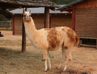 llama © Ruta