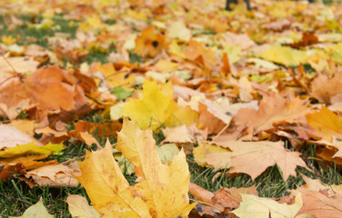 Closeup of autumn leaves on ground 1