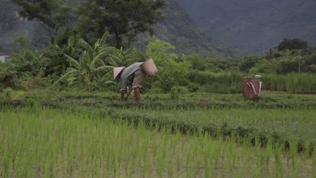 Traditional farmer cutting harvest by hand in fields of Sapa Mai Chau Vietnam