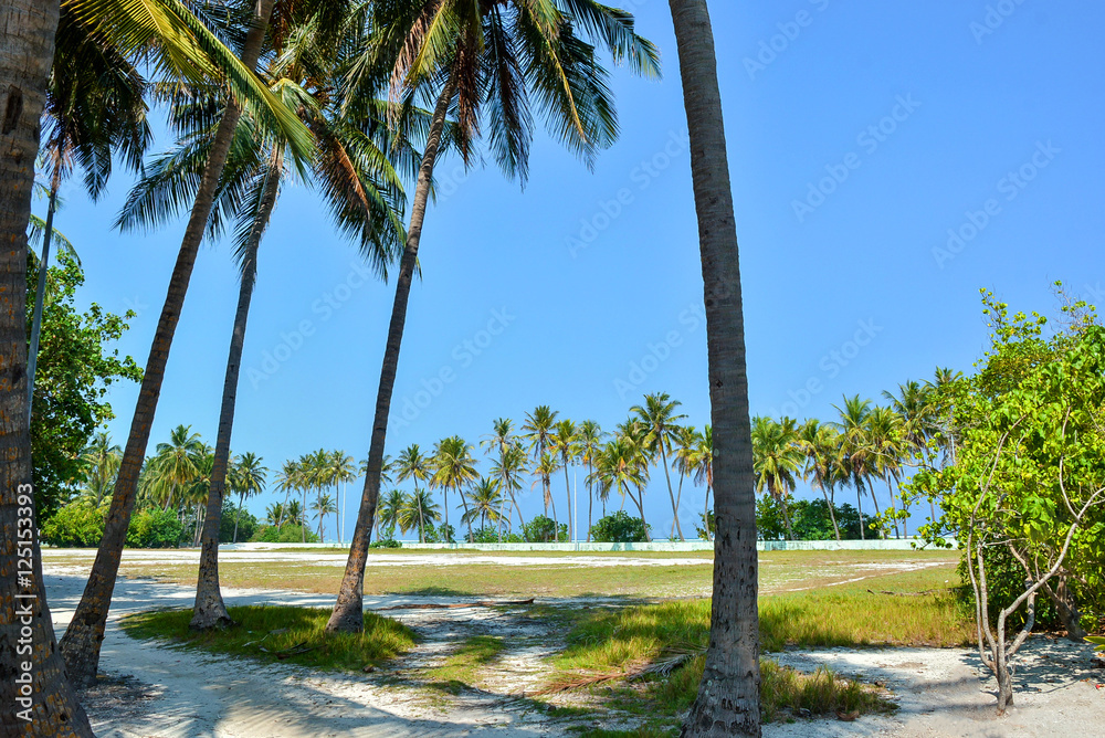 Canvas Prints palm trees