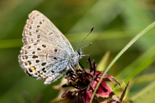 White butterfly with dark dots © Bodesand