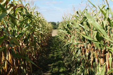 maïs, légumes, agriculture, bio, Bretagne, rangée, verts, 