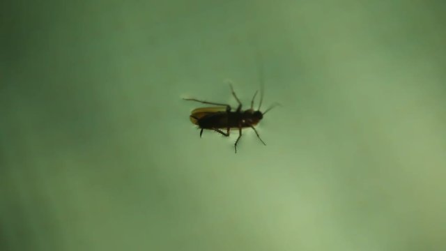 Insect in the water