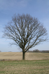 Fototapeta na wymiar Baum im Winterschlaf