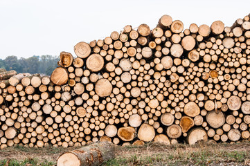Logs of trees