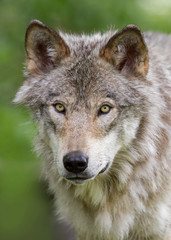 Naklejka na ściany i meble Timber wolf or Grey Wolf (Canis lupus) up close looking at the camera in Canada