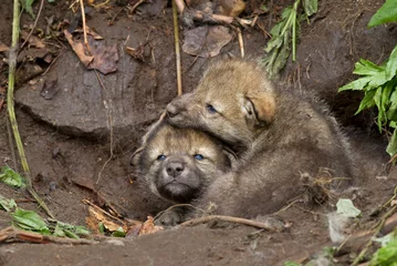 Tableaux ronds sur aluminium Loup Timber wolf pups playing by the den in Canada