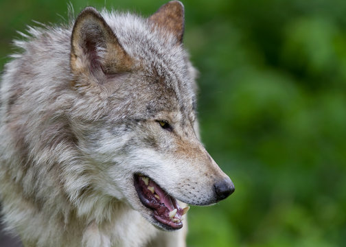 Timber wolf or Grey Wolf (Canis lupus) up close in Canada