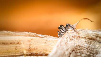Jumping Spider on orange and wood
