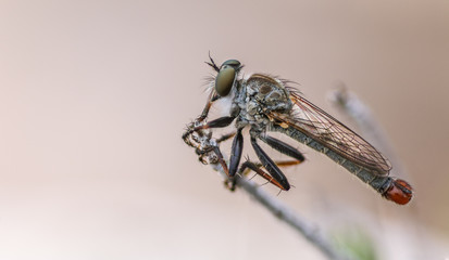Robber Fly 1