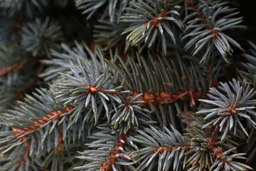 Naklejka na ściany i meble Image of Christmas Tree Needles
