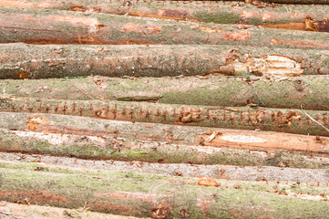 Logs of trees
