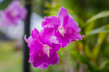 Fototapeta na wymiar Purple orchid blooming in the garden.