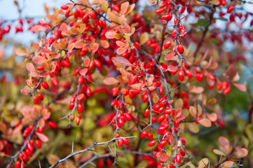 куст барбариса