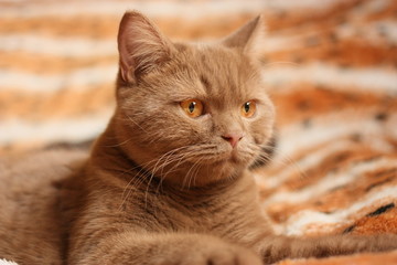 Fototapeta na wymiar cinnamon/ milk chocolate british shorthair cats, orange age