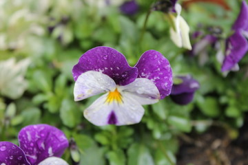 pansy with water droplets