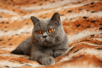 blue british shorthair cats