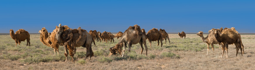 Herd of Bactrian camels (Camelus bactrianus)
