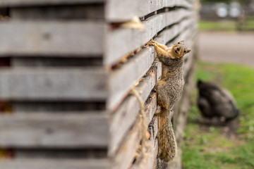 Squirrel Climbing the side of a Barn