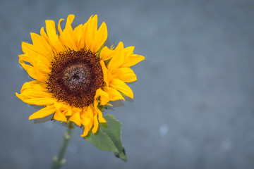 Sunflower Floating in Water