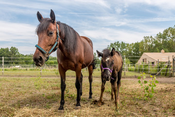 Obraz premium Horse and Foal on a Farm