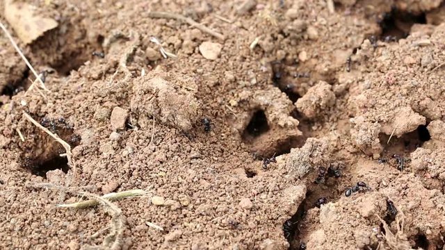 a colony of ants with several caves