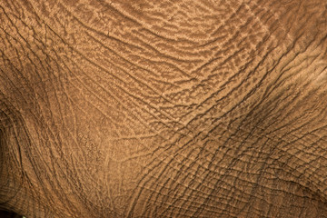 African elephant skin texture