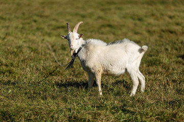 Козёл на лугу