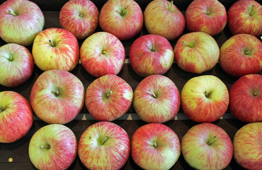 Display of Gala Apples at the fair