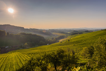 Fototapeta na wymiar Vineyards with winery in autumn - White wine grapes before harvest, Southern Styria Austria