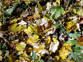 leaves, foliage, leaf